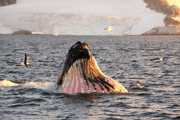 Baleine à bosse