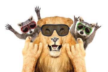Portrait of a funny lion and two raccoon in sunglasses, showing a rock gesture, isolated on white background