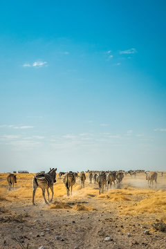wild zebras of Africa