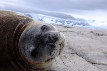 phoque antartique © olivier