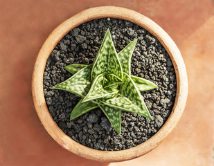 Aloe vera in clay pots.