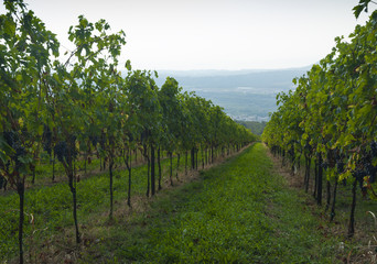 Fototapeta na wymiar Italian vineyards in Valpolicella Area, Veneto, Verona, Italy