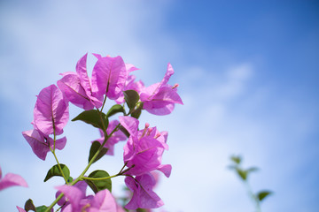 flowers on background of blue sky