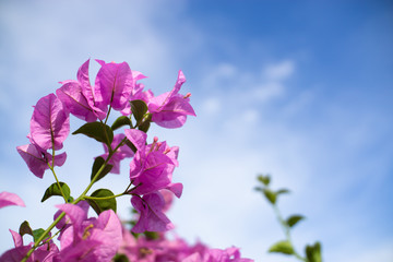 pink flowers on background of blue sky