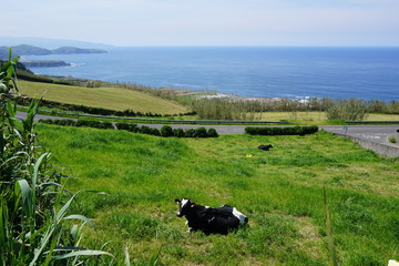 Fototapeta premium Azores cows