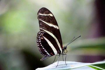 Schmetterling - schwarzweiß