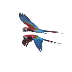 Green wing macaw flying ,Beautiful bird isolated on white background