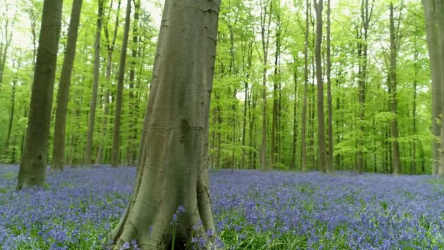 Panoram in forest, meadows with blooming flowers, circle motion arround tree trunk. Hallerbos, Belgium