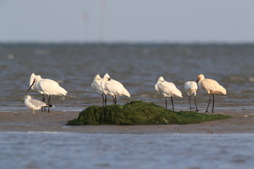 Eurasian or common spoonbill in nature Island Texel,Holland