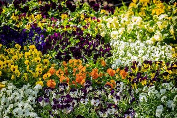 Pansies on Ljubljana central market in Slovenia