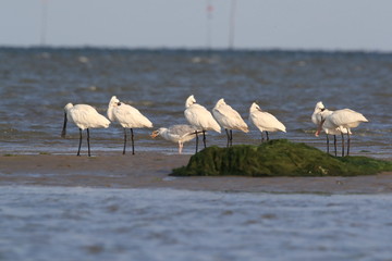 Eurasian or common spoonbill in nature Island Texel,Holland