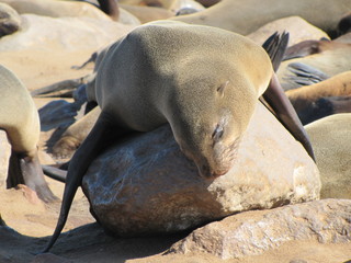 Obraz premium Abhängender Seelöwe