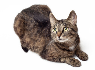 Tabby cat looking up on a white background.