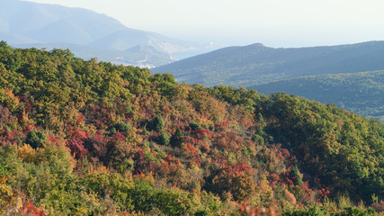 Fototapeta na wymiar autumn trees of red color on the mountain