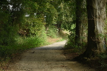 donker wandelpad tussen de beuken in het heuvelachtige landschap van Zuid-Limburg