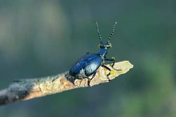 Beautiful beetle sits on a twig