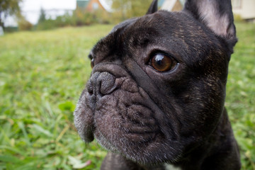 Close up French bulldog stay outdoors, cute black dog