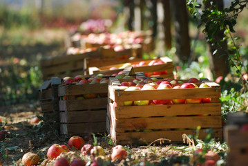 ripe apples in a wood crates,shallow dof - 227783076