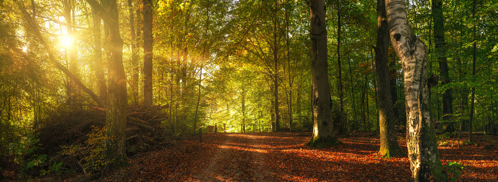 Herbstlicher Waldweg mit bunten Bl&auml;ttern