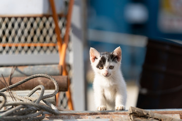 田代島の猫　Tashirojima,Japan Cats Paradise,Cats Island