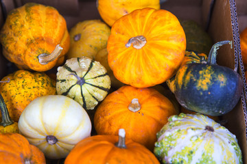 Autumnal pumpkins, harvest