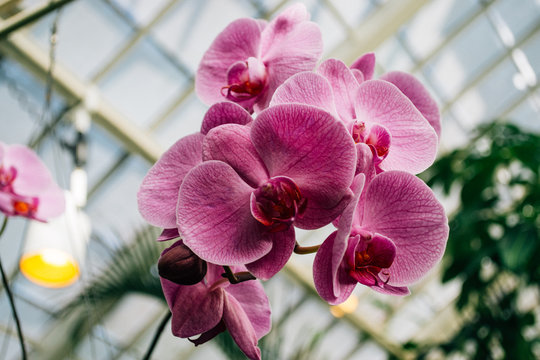 Beautiful Pink Moth Orchid in Botanical Indoor Garden