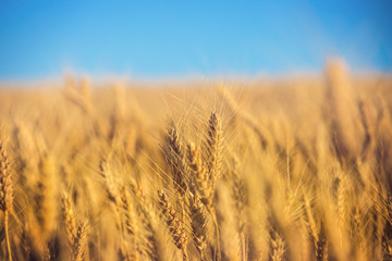 closeup summer wheat field
