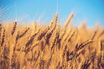 Naklejka premium closeup summer wheat field scene