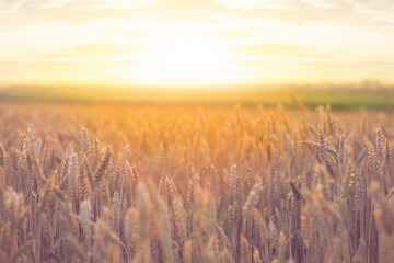 summer wheat field at the sunset
