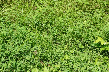 The texture of the surface of the bright green grass.