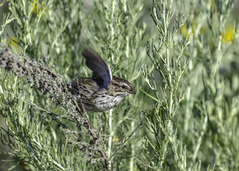 A Song Sparrow (Melospiza melodia) flaps it’s wings in Goleta, CA.