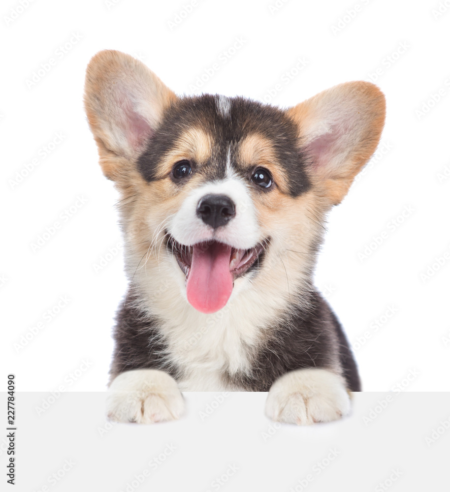 Aufkleber corgi puppy over empty white board. isolated on white background. space for text