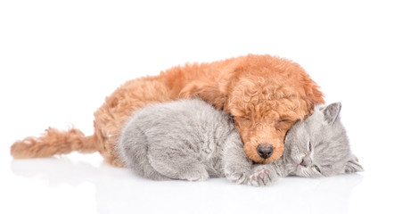 Sleeping puppy hugging a kitten. isolated on white background
