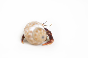 Hermit Crab on White Background 