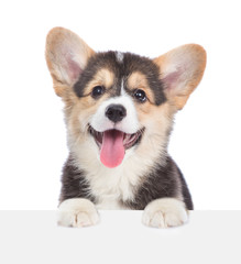 Corgi puppy over empty white board. isolated on white background. Space for text