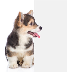 Corgi puppy sitting and peeking behind empty white board. isolated on white background. Space for text