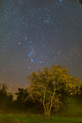 Orion constellation on the night sky above the autumn forest