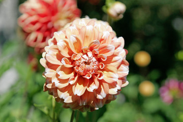 orange flower in garden