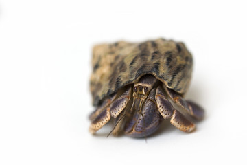 Hermit Crab on White Background 