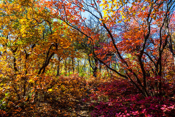 red autumn grove with varicoloured trees