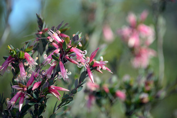 Australian native Pink Five-Corners Flowers, Styphelia triflora, family Ericaceae, growing in heath...