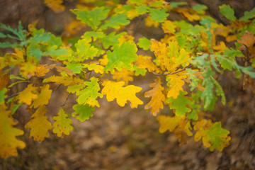 Fototapeta na wymiar closeup red oak tree branch in a forest