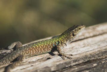 Salamander sicilia