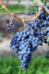 Blaue Weintrauben an Rebstock