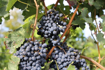 Blaue Weintrauben an Rebstock