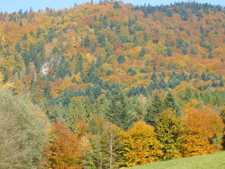 Fototapeta premium jesień