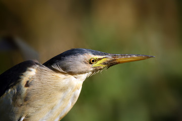 The little bittern or common little bittern (Ixobrychus minutus), portait od the water bird.