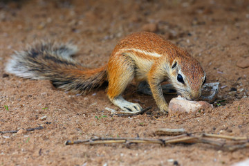 Naklejka na ściany i meble The Cape ground squirrel (Xerus inauris), a young individual sneezes a resting mother.Young sguirel in red desert sand.