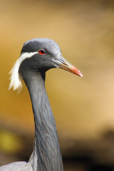 The demoiselle crane (Grus virgo), portrait with yellow background.