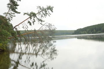 Падающие деревья